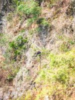 Languren an den Felsen in der Hạ Long Bucht, Vietnam &ndash; &copy; Marie Dittrich (Eberhardt TRAVEL)