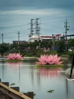 Dekorative Lotusblüten auf dem Wasser entlang der Strecke in Nordvietnam, Vietnam &ndash; &copy; Marie Dittrich (Eberhardt TRAVEL)