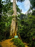 Der berühmte „7000 Jahre alte Baum“ im Cúc Phương Nationalpark, Vietnam &ndash; &copy; Marie Dittrich (Eberhardt TRAVEL)