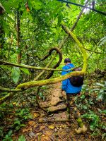Wanderung durch dichten, tropischen Dschungel im Cúc Phương Nationalpark, Vietnam &ndash; &copy; Marie Dittrich (Eberhardt TRAVEL)