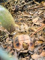 Landschildkröten im Cúc Phương Nationalpark, Vietnam &ndash; &copy; Marie Dittrich (Eberhardt TRAVEL)