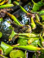 Wasserschildkröten im Cúc Phương Nationalpark, Vietnam &ndash; &copy; Marie Dittrich (Eberhardt TRAVEL)
