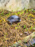 Landschildkröten und Wasserschildkröten im Cúc Phương Nationalpark, Vietnam &ndash; &copy; Marie Dittrich (Eberhardt TRAVEL)