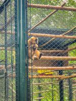 Beobachtung von Affen im Schutzprogramm im Cúc Phương Nationalpark, Vietnam &ndash; &copy; Marie Dittrich (Eberhardt TRAVEL)