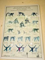 Einblick in den Schutz bedrohter Tierarten im Cúc Phương Nationalpark, Vietnam &ndash; &copy; Marie Dittrich (Eberhardt TRAVEL)