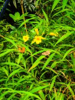 Farbenfrohe Natur mit Schmetterlingen und tropischer Vegetation im Cúc Phương Nationalpark, Vietnam &ndash; &copy; Marie Dittrich (Eberhardt TRAVEL)