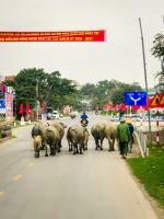 Wasserbüffelherde auf einer Straße im ländlichen Nordvietnam &ndash; &copy; Marie Dittrich (Eberhardt TRAVEL)