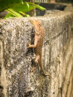 Eidechse auf einer Mauer entlang des Wanderwegs am Chum River in Pu Luong, Vietnam &ndash; &copy; Marie Dittrich (Eberhardt TRAVEL)