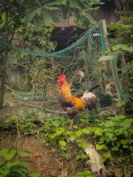 Hahn in einem Dorf entlang des Wanderwegs am Chum River in Pu Luong, Vietnam &ndash; &copy; Marie Dittrich (Eberhardt TRAVEL)