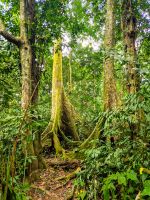 Mächtige Urwaldbäume mit riesigen Wurzeln im Cúc Phương Nationalpark, Vietnam &ndash; &copy; Marie Dittrich (Eberhardt TRAVEL)