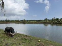 Hoi An - Landleben &ndash; &copy; Andy Nguyen (Eberhardt TRAVEL)