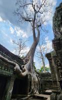 Ta Prohm - Dschungeltempel &ndash; &copy; Petra Hady (Eberhardt TRAVEL)