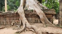 Ta Prohm - Dschungeltempel &ndash; &copy; Petra Hady (Eberhardt TRAVEL)