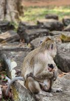 Makakenaffe mit Kind &ndash; &copy; Petra Hady (Eberhardt TRAVEL)