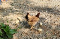 Fleißige Mama &ndash; &copy; Petra Hady (Eberhardt TRAVEL)