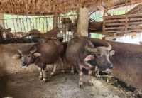 Wasserbüffel im Stall &ndash; &copy; Petra Hady (Eberhardt TRAVEL)