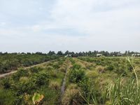 277. Mekong-Delta