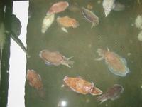 Halong - Meeresfrüchtezuchtstation