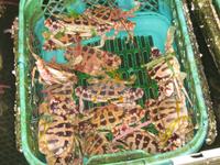 Halong - Meeresfrüchtezuchtstation