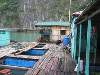Halong - Leben auf dem Wasser