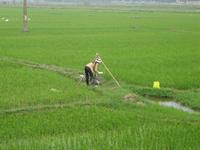 Frau bei der Bewässerung des Feldes