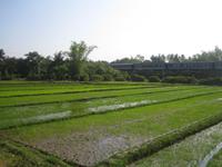 Reisfeld mit Schnellzug