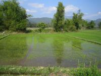 Reisfeld ohne Schnellzug