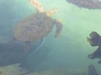 Nha Trang - Tri Nguyen-Aquarium