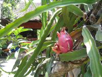 Mekongdelta - Drachenfrucht