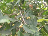 Mekongdelta - Wasserpflaumen