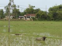 106 Wasserbüffel auf dem Reisfeld