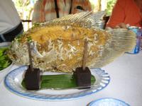 140 Elefantenohrfisch