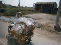 Schweinetransport auf vietnamesisch