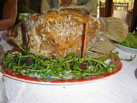 187 Elefantenohrfisch