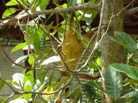 Eine Stinkfrucht reift