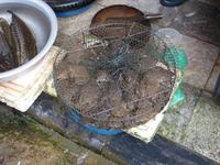 Frösche gibt es auch :-)