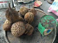 191 Durian-Frucht.JPG