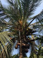 382 Mekong-Delta.JPG