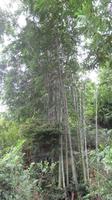 Bambusgewächs_Wanderung durch  Mai Chau