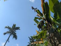 Bananenstaude