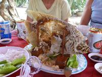 Der Elefantenohrfisch