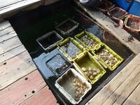 Ein Leben von Meeresfrüchten