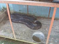 Eine Königskobra :-)