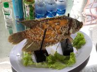 Elefantenohrfisch