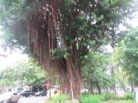 Exotischer Baum 