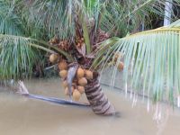 Früchte der Nipa Palme, Bootsfahrt Hoi An, Vietnam