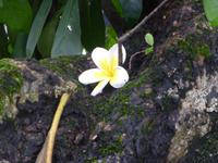 Franci Pani -Blüte