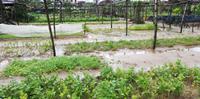 Gemüsegarten nahe Hoi An
