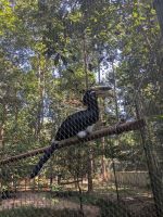 Hornvogel