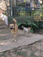 Hunde in Mai Chau